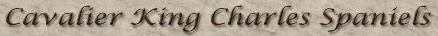 Home of Winterhaven Cavalier King Charles Spaniels by Breeder Mary Hanus