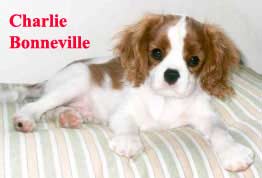 Winterhaven Cavalier King Charles Spaniel from breeder Mary Hanus