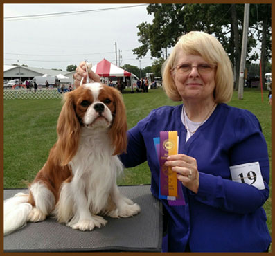Show Winner Winterhaven Cavalier King Charles Spaniel