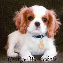 Winterhaven Cavalier King Charles Spaniel from breeder Mary Hanus