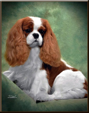 Winbterhaven Cavaliers