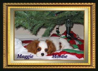Winterhaven Cavalier King Charles Spaniel from breeder Mary Hanus