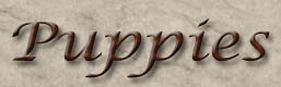Puppies of  Winterhaven Cavalier King Charles Spaniels from breeder Mary Hanus