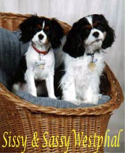 Winterhaven Cavalier King Charles Spaniel from breeder Mary Hanus