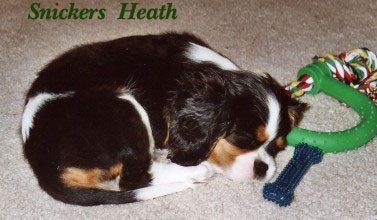 Winterhaven Cavalier King Charles Spaniel from breeder Mary Hanus