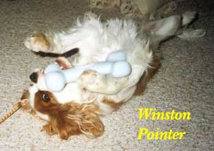 Winterhaven Cavalier King Charles Spaniel from breeder Mary Hanus